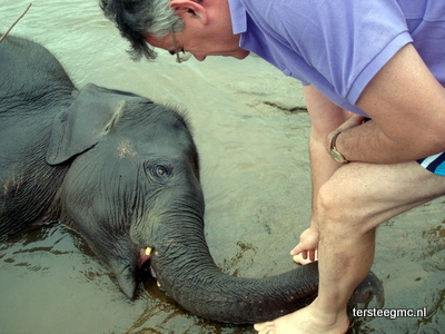 De hele olifant in beeld