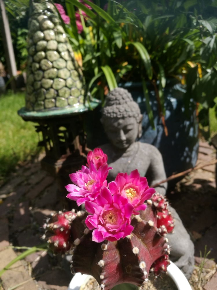 Buddha with cactus flowers